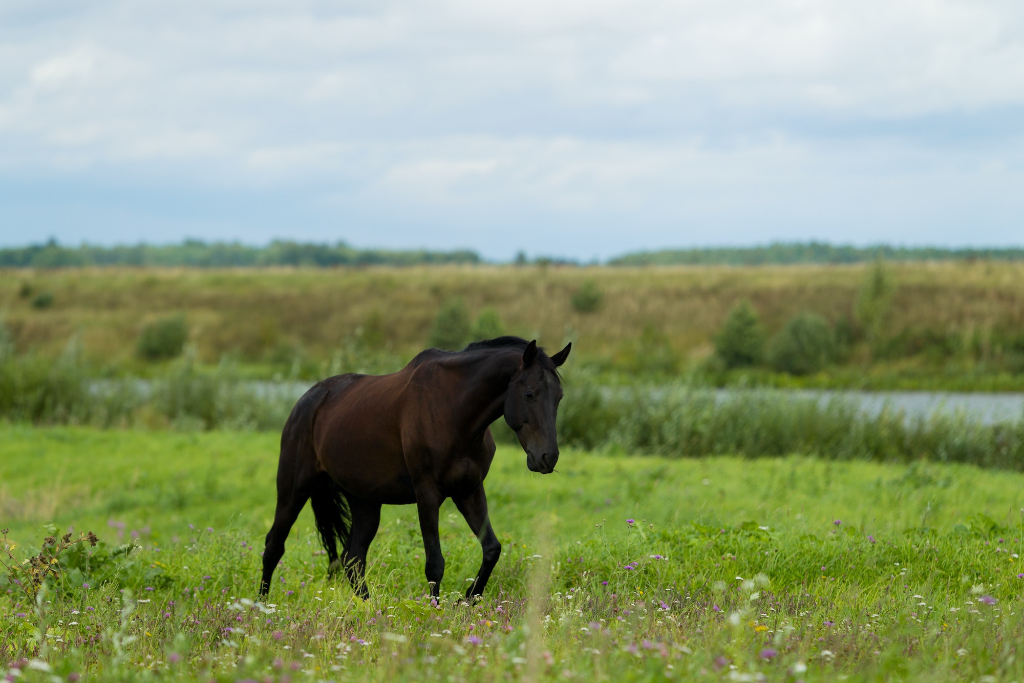 Breeding horse in the pasture