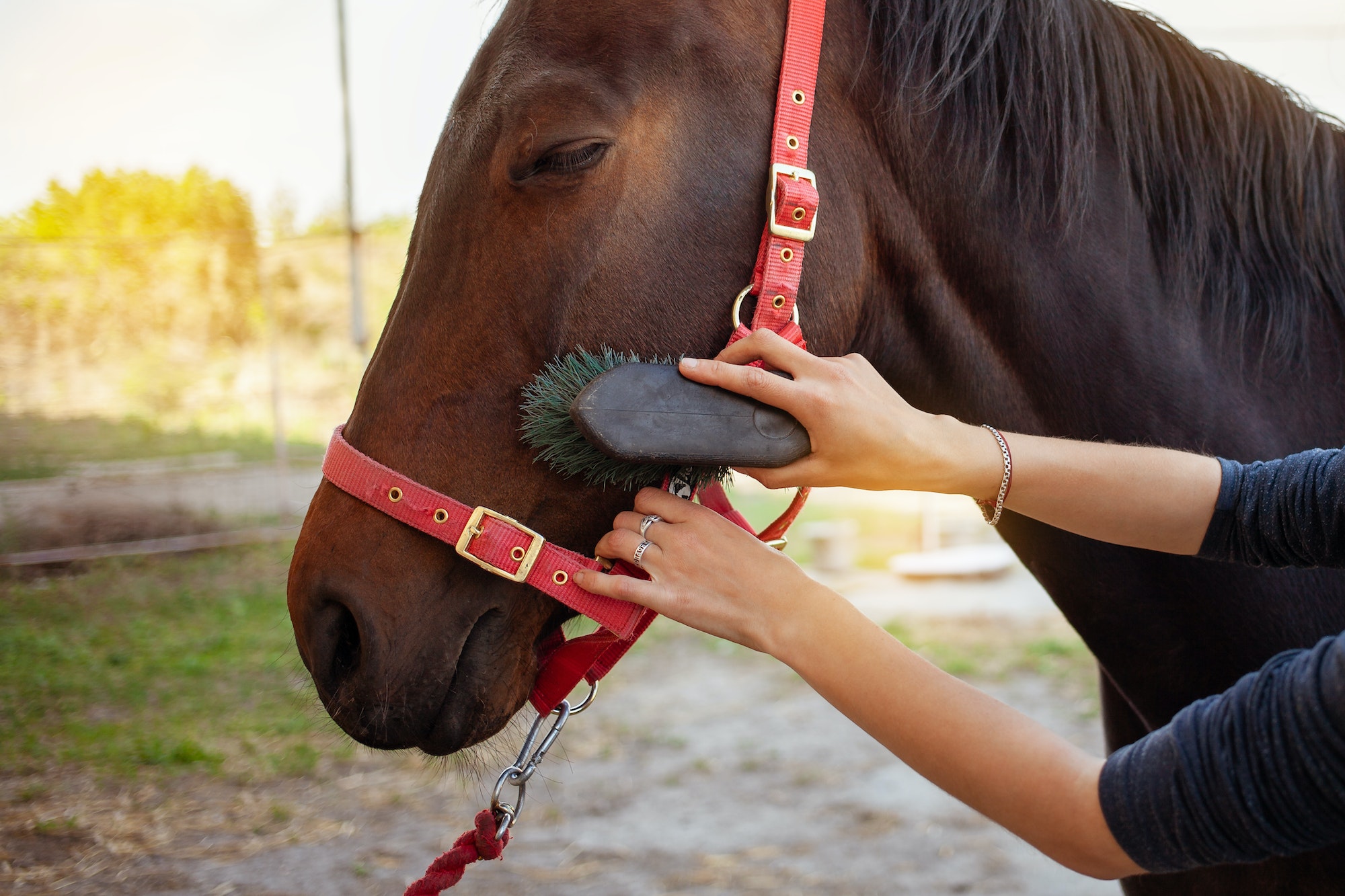 Brown horse on a background. Horse care, love for animals