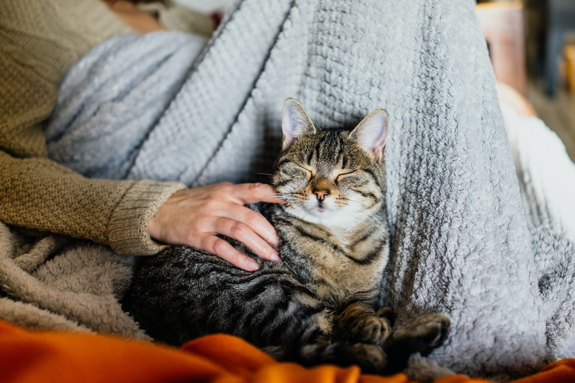 Cat on a couch