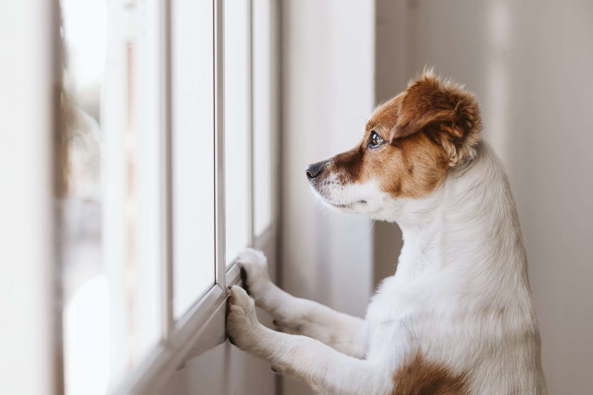 cute jack russell dog looking away by window waiting for owner.pets indoors