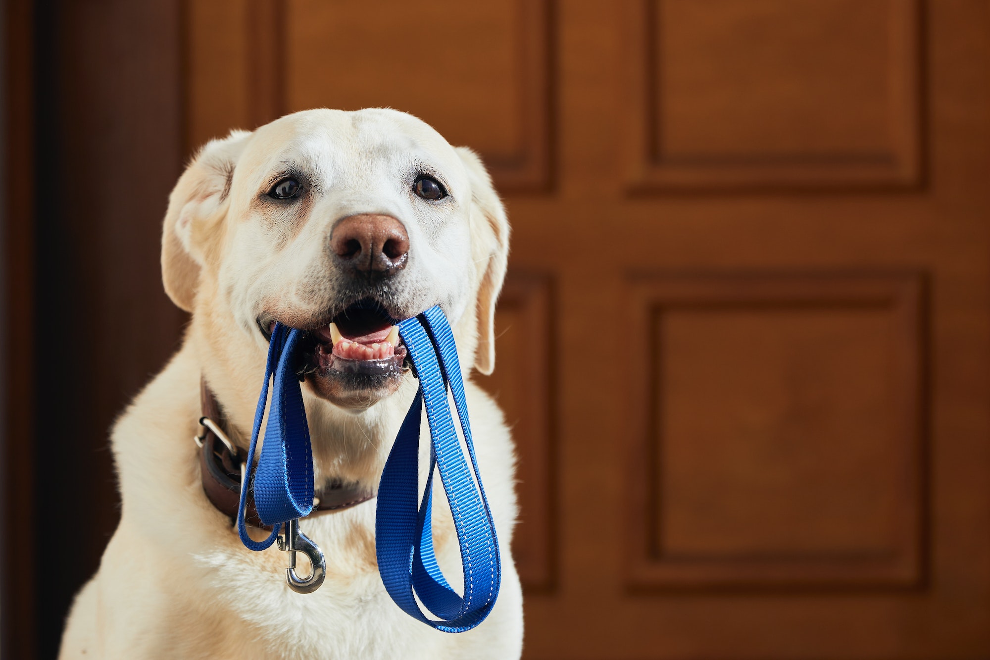 Dog waiting for walk