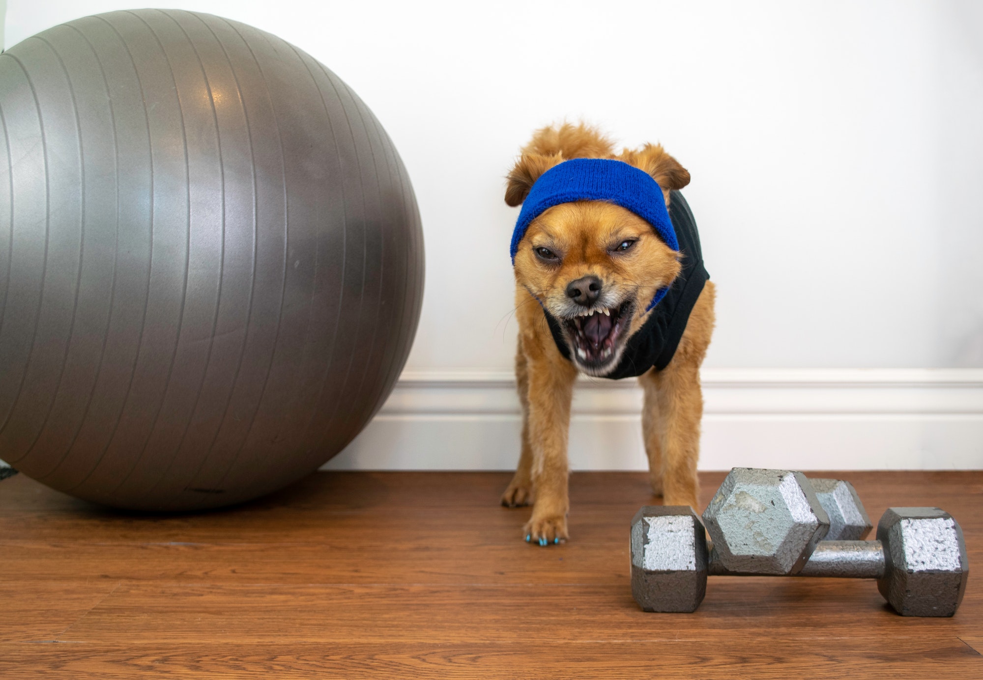 Funny dog unhappy about working out