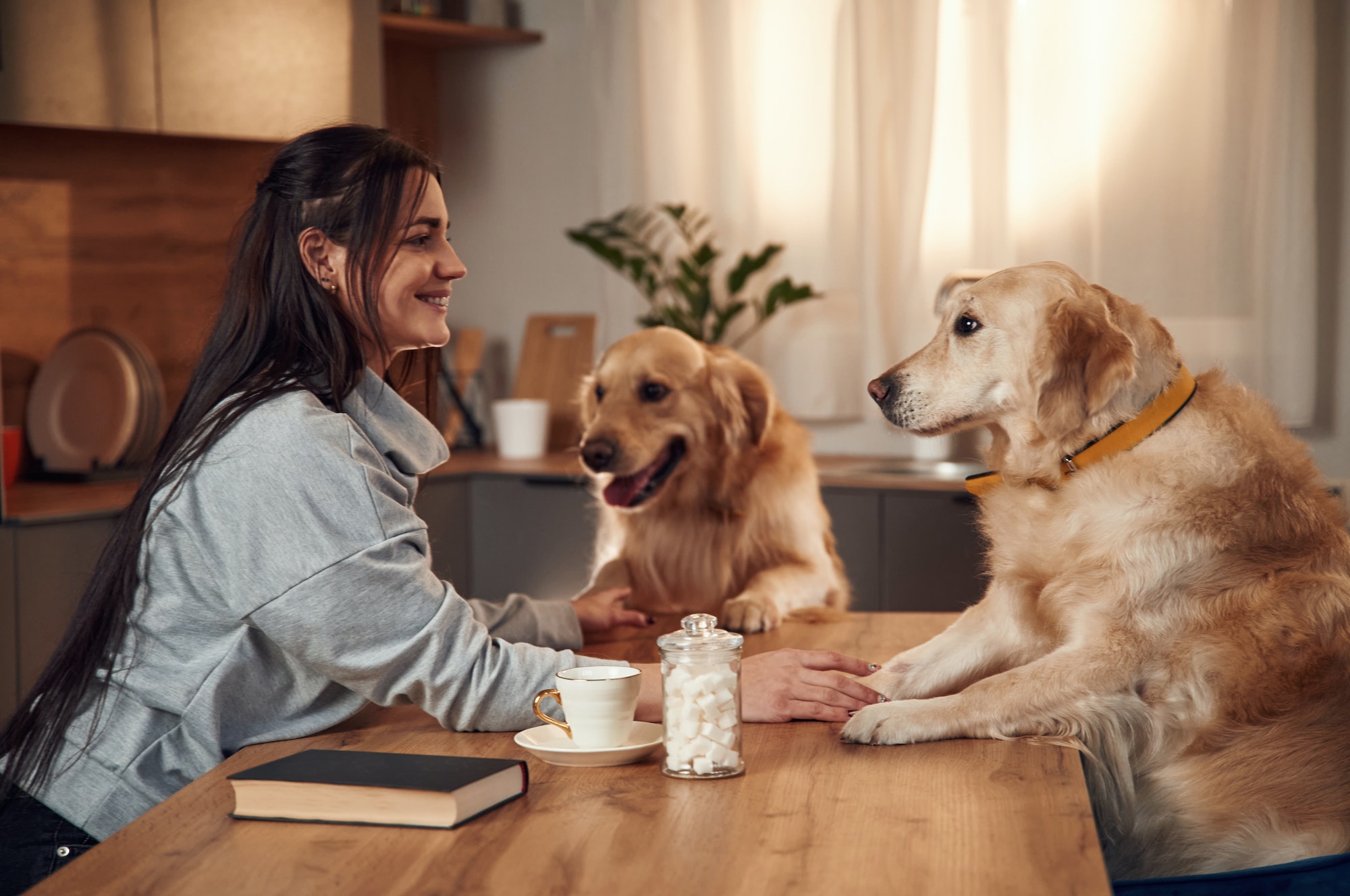 Sitting by the table together. Woman is with two golden retriever dogs at home