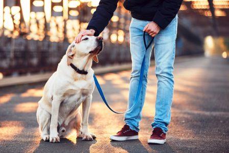 un petsitter qui caresse un labrador tenu en laisse